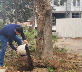 Тошкентда тунда давлат рақами бўлмаган экскаватор ёрдамида қўпорилган дарахт қайта экилди