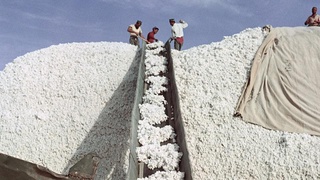 Тожикистонда пахта терими бошланди