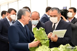 Дар гармхонаи инноватсионӣ маҳсулоти содиротӣ парвариш карда мешавад