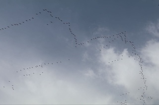 Қалдирғочлар қайтиб келди