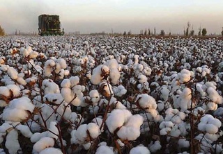 Oʻzbekistonda joriy yilda qancha paxta hosili yigʻib olindi?