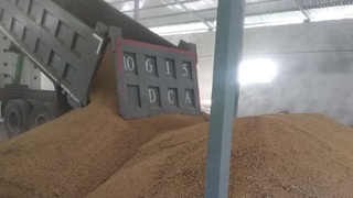 Mahalliy bug‘doy navlaridan mo‘l hosil olindi