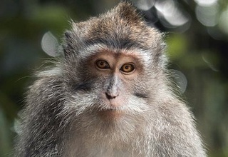 Qarishga qarshi qo'llaniladigan α-klotho oqsili xotirani yaxshiladi