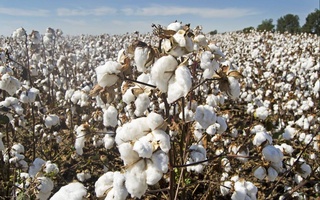 Установлен временный порядок предоставления субсидий на хлопковые площади