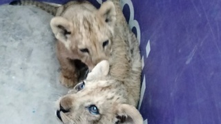 Nukusda sher bolaladi