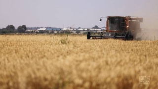 Зерновая страда в Узбекистане выходит на финишную прямую