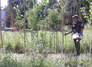 В Намангане оштрафованы должностные лица, пренебрегшие уходом за посаженными саженцами