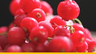 Олтинсимон қорағат, қулупнайнинг янги навлари яратилди