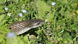 Zaharli ilonlarning fanga noma’lum turi topildi