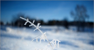 Қорақалпоғистонда -23 даража совуқ кузатилди