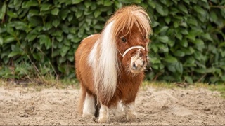 Конь по кличке Пумуккель из Германии был признан самым маленьким в мире