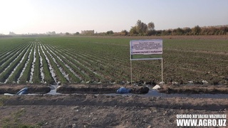 Булоқбоши туманида “Саримсоқпиёз етиштирувчилар ва экспорт қилувчилар уюшмаси” иш бошлади