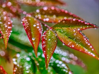 Ҳафта давомида қандай об-ҳаво кузатилиши маълум қилинди