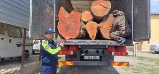 Сурхондарёда кўп йиллик чинор дарахтини кесганлар жаримага тортилди