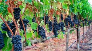 За границы экспорта