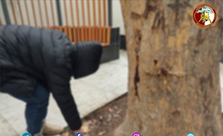 Toshkentda psixotrop moddalarni daraxt tagidan kavlab olayotgan shaxs qoʻlga olindi