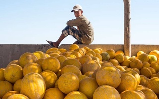 Хорезмская область является лидером в экспорте дынь и арбузов