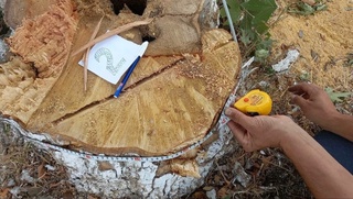 Сирдарёда ноқонуний дарахт кесганлар озодликдан маҳрум қилинди