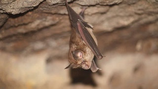 Олимон "гунаҳкорони" эҳтимолии пандемияи коронавирусро кашф карданд