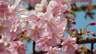 Байрам кунлари қандай ҳаво кутилади?