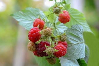 Фарғона туманида малиначилик плантацияси барпо этишга киришилди