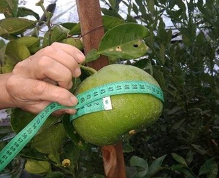 В Узбекистане зарегистрирован новый сорт грейпфрута «O‘zbegim»