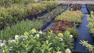 В Узбекистане усовершенствуют систему учета питомников дикорастущих растений