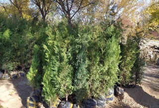 "YAshil makon" umummilliy loyihasi: ezgu tashabbusni Toshkent viloyati  ahli to'la qo'llab-quvvatlamoqda