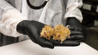 Ученые вывели первых в мире шерстистых мышей с ДНК мамонта