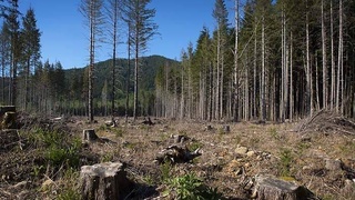 Мировые лидеры договорились прекратить вырубку лесов к 2030 году