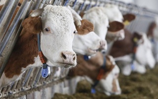 Определен порядок выделения субсидий животноводческой отрасли