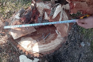 Сирдарёда табиатга қарийб 45 млн сўмлик зарар етказилди