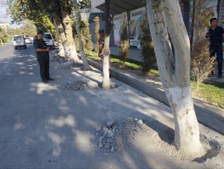 В Узбекистане продолжается акция по очистке деревьев от бетона, освещения и рекламных баннеров