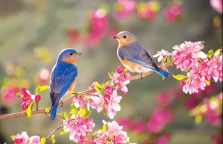 Эртага кундузи 17-19 даража илиқ бўлади