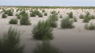 В Кашкадарье оштрафовали троих граждан за незаконную вырубку саксаула