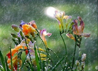 Ertaga baʼzi hududlarda yomgʻir yogʻishi kutilmoqda