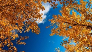 Об-ҳаво маълумоти: эртага ҳаво ўзгариб туради, ёғингарчилик бўлмайди