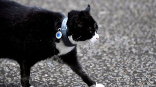 В МИД Британии открылась вакансия на должность главного мышелова