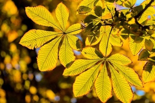 Эртага республиканинг айрим туманларида ёмғир ёғади