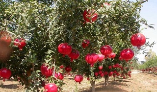 В Ферганской области за последний год общая площадь гранатовых садов увеличилась более чем в два раза