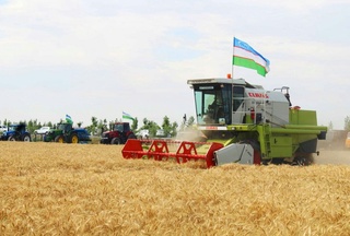 Хоразмда буғдой ўрими бошланди