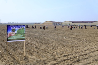 "Яшил макон" Фарғонани яшилликка буркамоқда