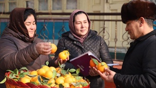 Норинда лимон сайли ёхуд агротуризмнинг янги йўналиши куртак очмоқда!