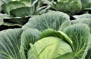 Тошкент вилояти карам экспортида етакчи