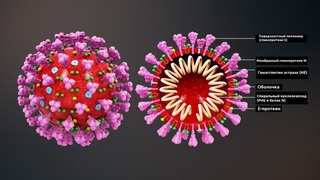Ученые выявили гибридный штамм коронавируса