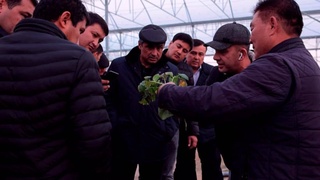 Специалисты из Южной Кореи продемонстрировали высокоурожайный семенной картофель, адаптированный под условия Узбекистана