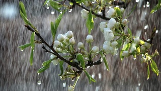 Совуқ ва нам ҳаво массалари яқинлашиб келяпти