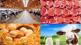 Чорвачилик, паррандачилик ва балиқчилик хўжаликларига субсидиялар ажратилади