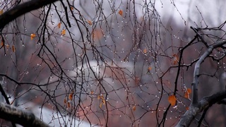 Дам олиш кунлари ёмғир билан якунланади