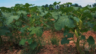 Bamiya — noyob oʻsimlik